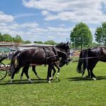 Stutenprämierung beim 107. Fohlenmarkt in Sinsheim am 18.05.2023