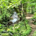 Ankündigung und Einladung zum Trauerspaziergang nach Wiesloch