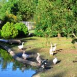 Ein lauer Sommerabend auch ohne “Scheelribblin” mit Live-Musik im Tierpark Balzfeld …