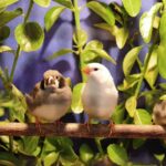 Rückblick auf die Große Vogelschau bei den Kleintierzüchtern in Dielheim