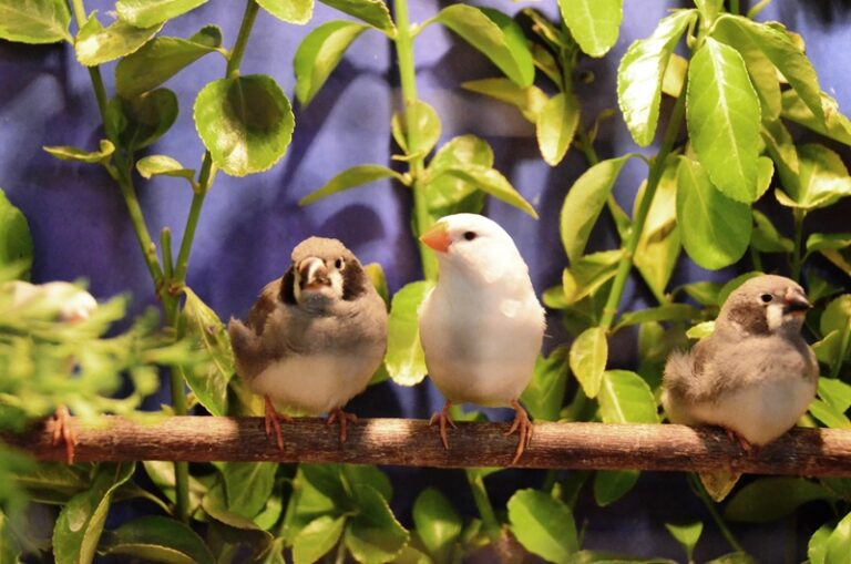 Rückblick auf die Große Vogelschau bei den Kleintierzüchtern in Dielheim