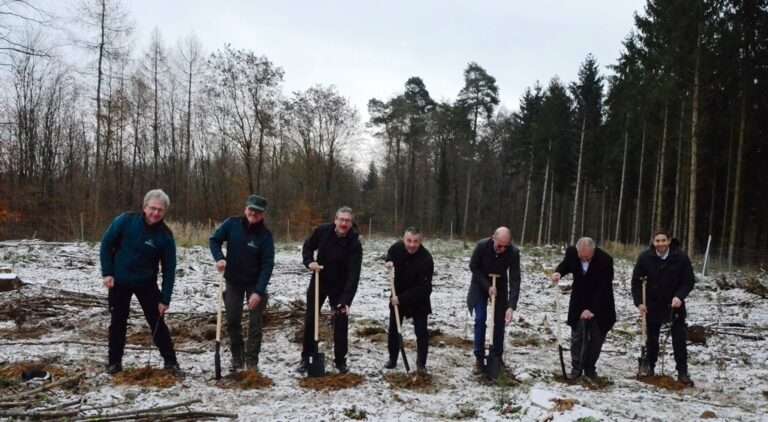 Neupflanzungen im Wald in Hoffenheim – Renaturierung des klimageschädigten Stadtwaldes