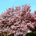 Wetterkapriolen schon im März – dafür soll es ein wunderschönes Osterwetter werden …