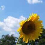 Das letzte September-Wochenende hat es wieder in sich – Kerwe und Feste in der Region