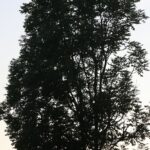 IMGL6577