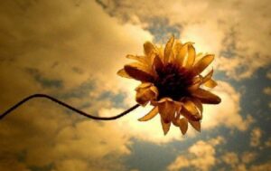 Vertrocknete Sonnenblume am bewölkten Himmel